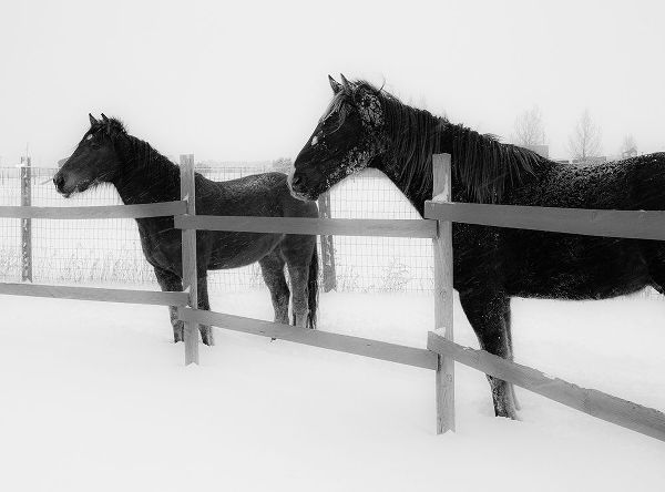 Horses in standing in snowy weather-Edgewood-New Mexico